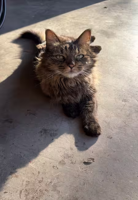 Smokey - Chief Purr-chitect at Facet Architecture